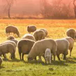 Salmo 23, el buen pastor, ovejas