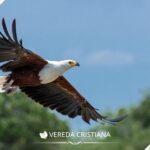 Toma vuelo con el águila: Lecciones de fe y superación